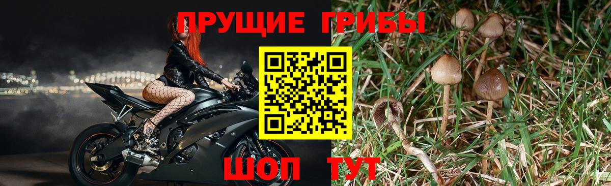 Междуреченск  Псилоцибиновые грибы ЛСД  Вход с VPN  Псилоцибиновые грибы Magic Shrooms 